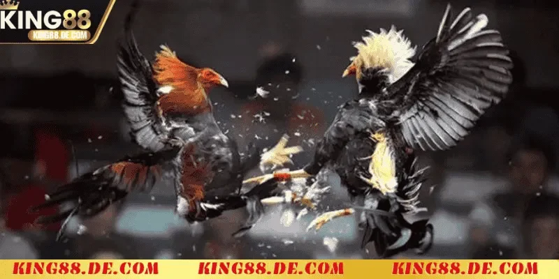 Đá Gà Cựa Sắt King88 - Sân Chơi Khốc Liệt Của Các Chiến Kê Chiến thuật và kinh nghiệm cược