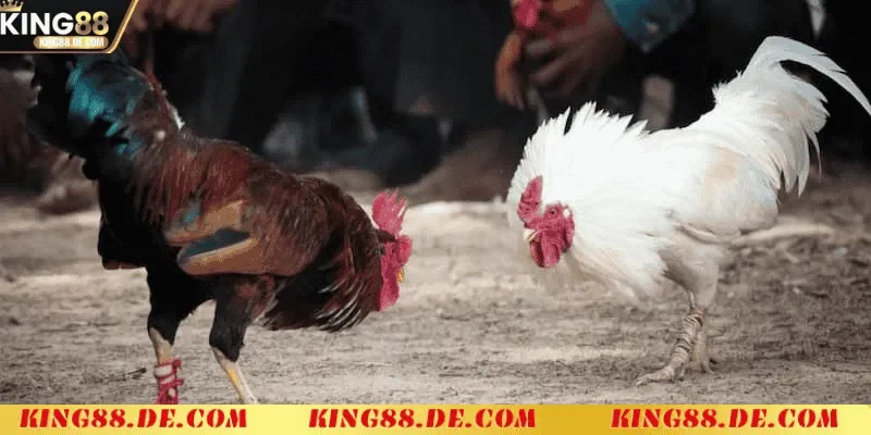 Đá Gà Cựa Dao King88 - Nơi Thể Hiện Bản Lĩnh Của Chiến Kê Đá Gà Cựa Dao là gì?